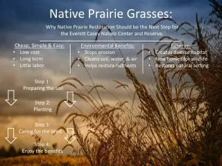 Native Prairie Grasses: