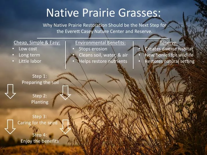 native prairie grasses