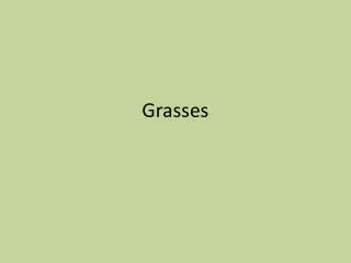 grasses