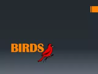 BIRDS