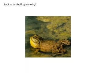 Look at this bullfrog croaking!