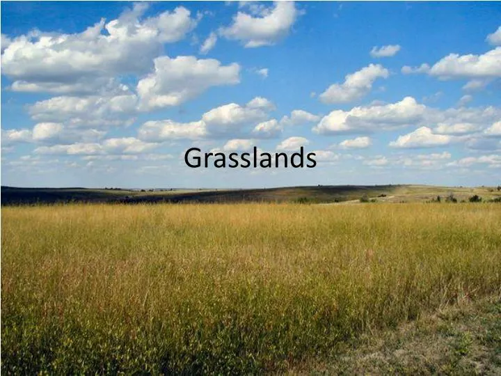 grasslands