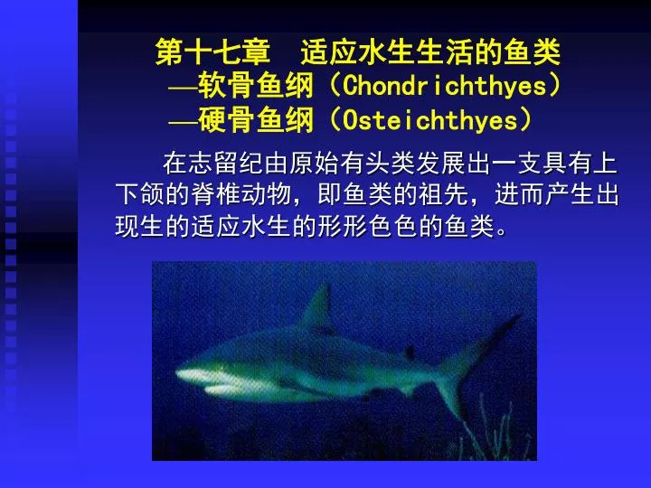 chondrichthyes osteichthyes