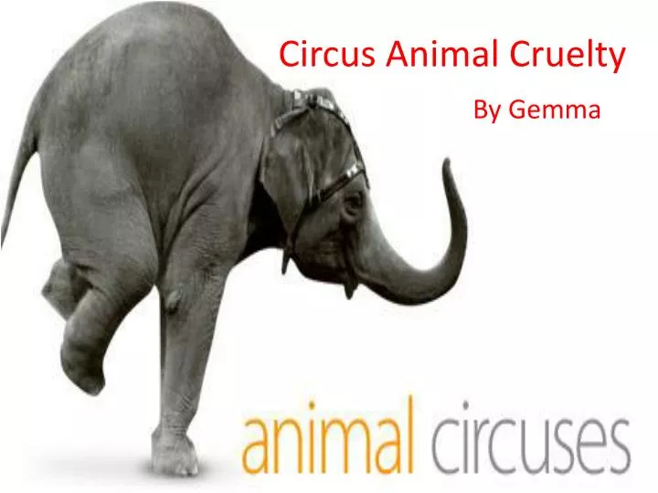 circus animal cruelty