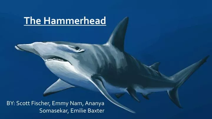 the hammerhead