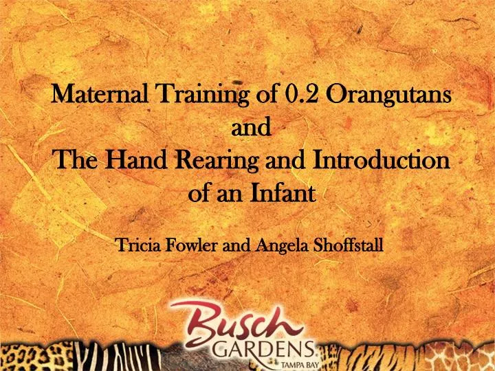 maternal training of 0 2 orangutans and the hand rearing and introduction of an infant