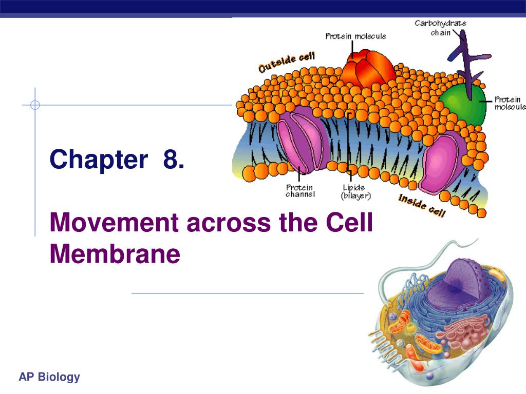 PPT - Chapter 8. Movement across the Cell Membrane PowerPoint ...