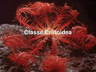 classe crinoidea