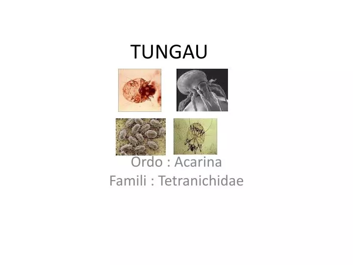 tungau