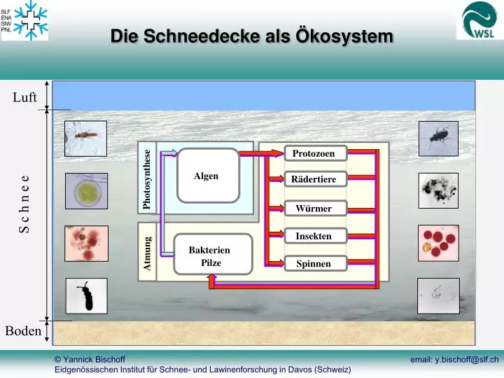 die schneedecke als kosystem