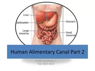Human Alimentary Canal Part 2