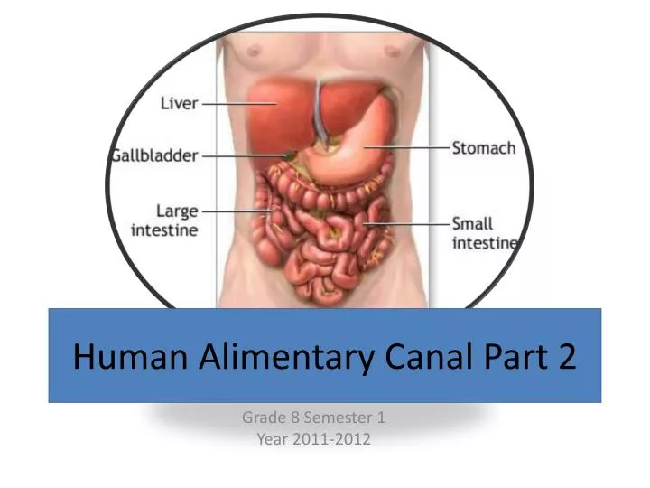 human alimentary canal part 2