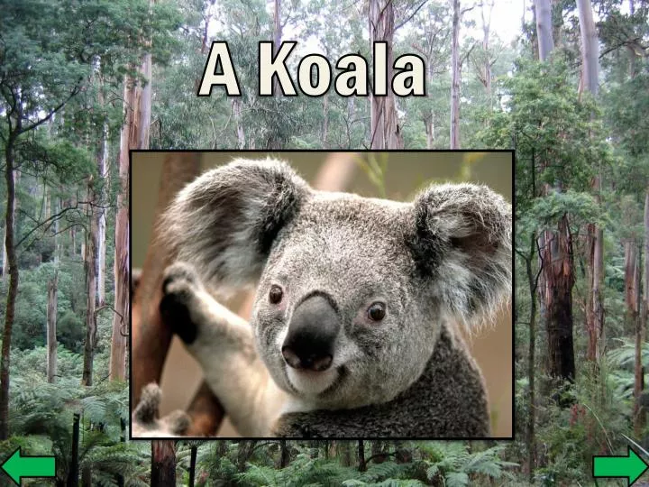 a koala