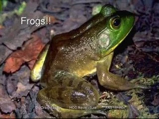 Frogs!!