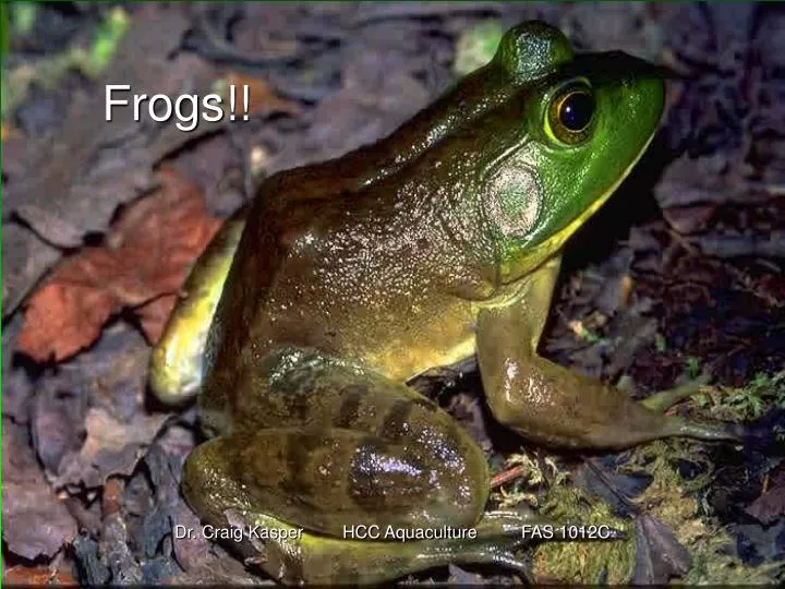 frogs