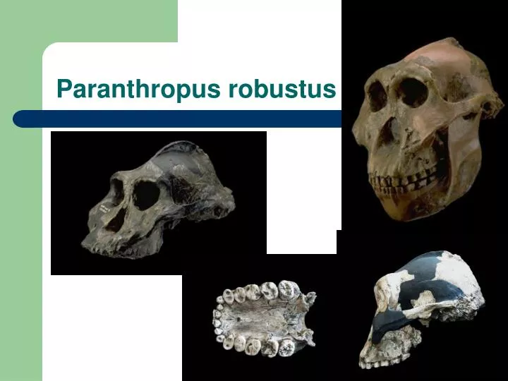 paranthropus robustus