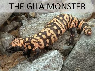 THE GILA MONSTER