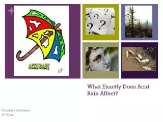 What Exactly Does Acid Rain Affect?