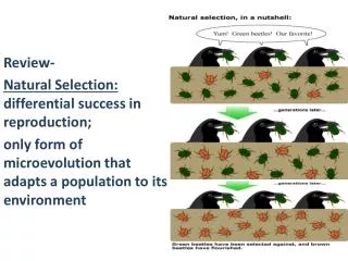 Review- Natural Selection: differential success in reproduction;