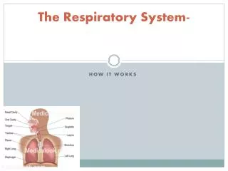 The Respiratory System-
