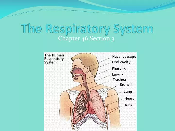 the respiratory system