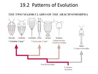 19.2 Patterns of Evolution