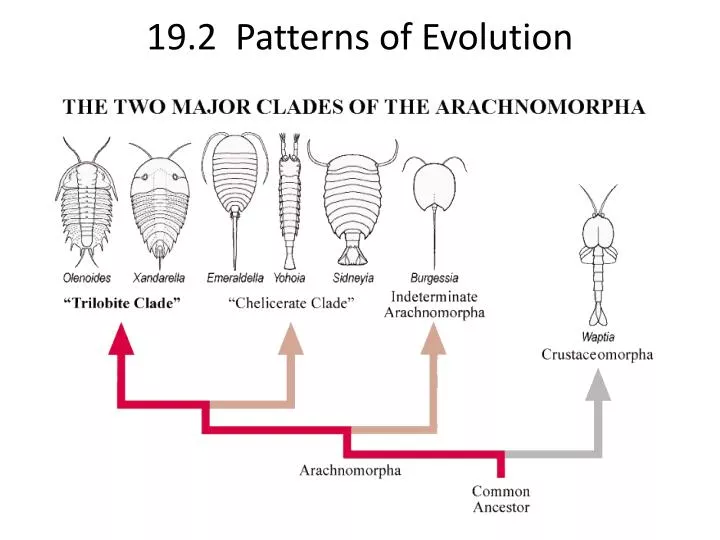 19 2 patterns of evolution