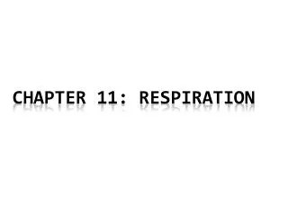Chapter 11: respiration