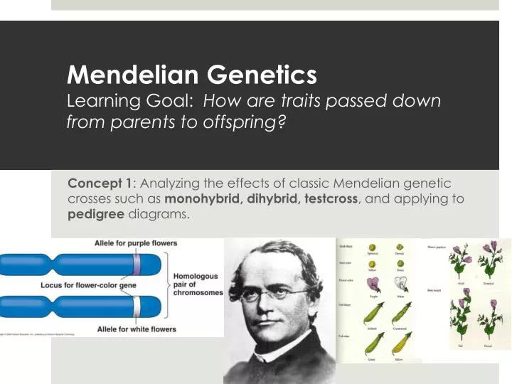 mendelian genetics learning goal how are traits passed down from parents to offspring