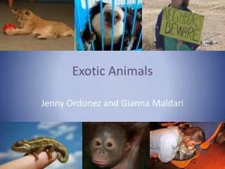 exotic animals