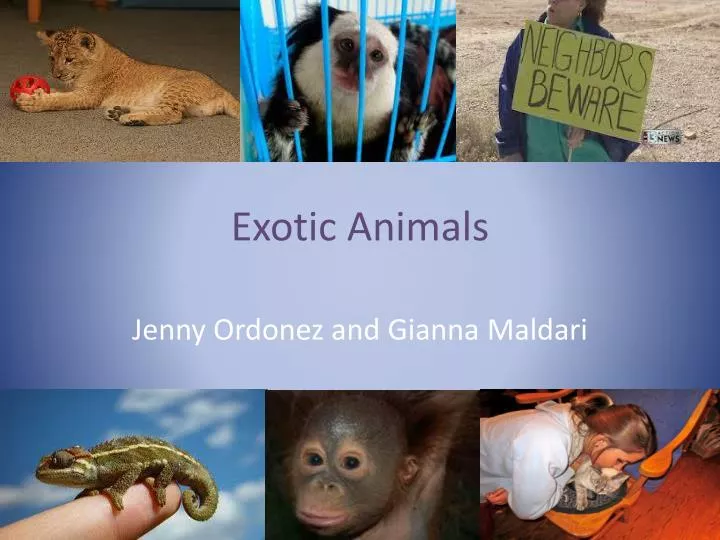 exotic animals