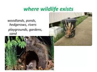 where wildlife exists