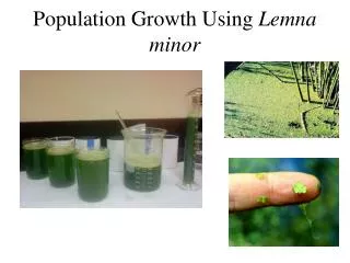 Population Growth Using Lemna minor