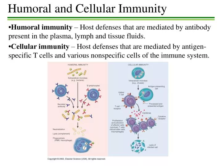 humoral and cellular immunity