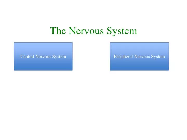 the nervous system