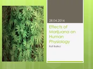 Effects of Marijuana on Human Physiology