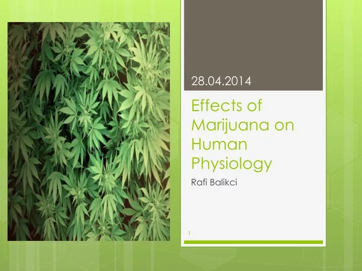 effects of marijuana on human physiology