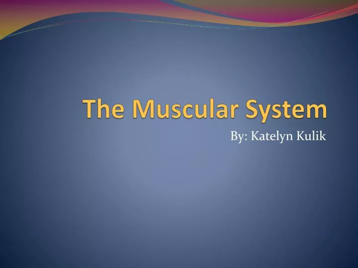 the muscular system