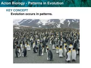 KEY CONCEPT Evolution occurs in patterns.
