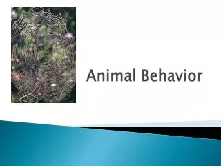 animal behavior