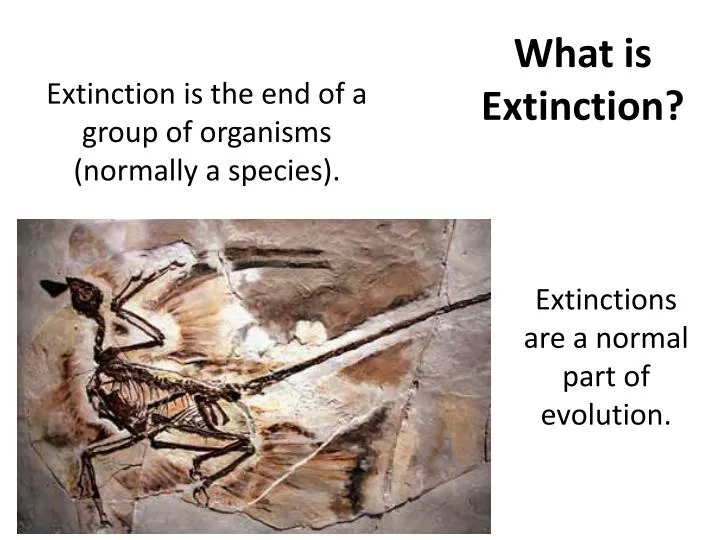 what is extinction