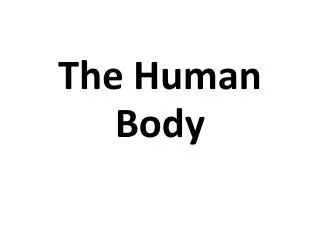 the human body