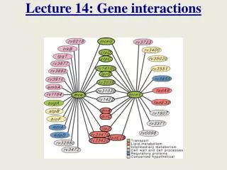 Lecture 14: Gene interactions