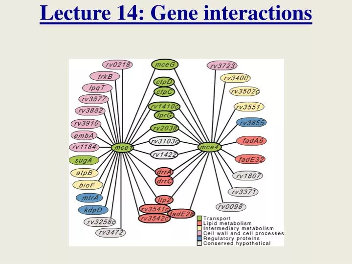 lecture 14 gene interactions