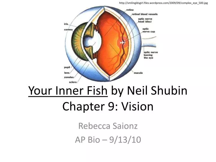 your inner fish by neil shubin chapter 9 vision