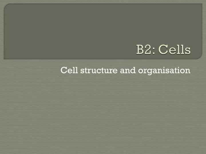 b2 cells
