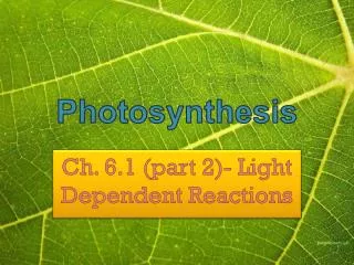 photosynthesis