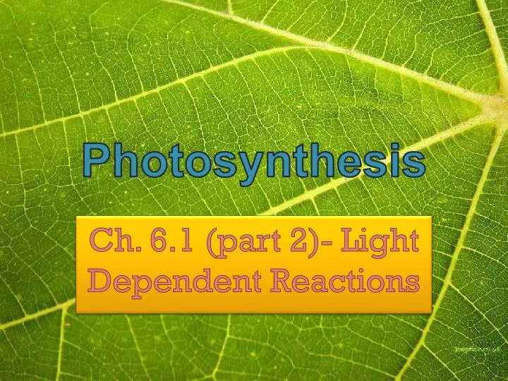 photosynthesis