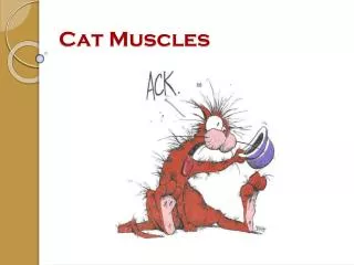 Cat Muscles