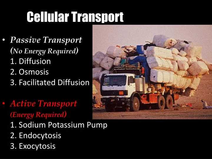 cellular transport